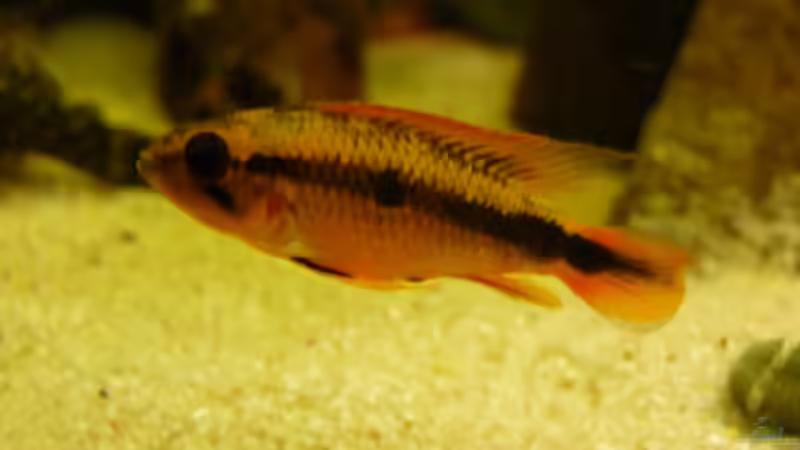 Apistogramma agazzizi, Weibchen von Guzzi-Werner (52)