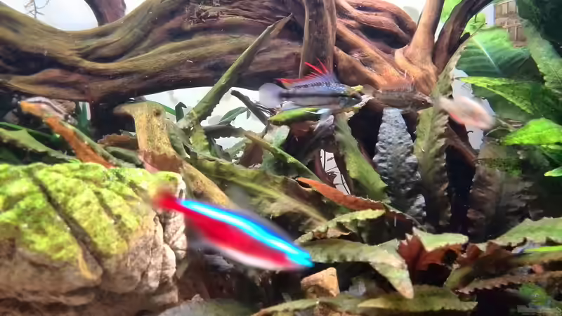 Apistogramma & schlechtgelauntes Weibchen von Vancouver2010 (36)