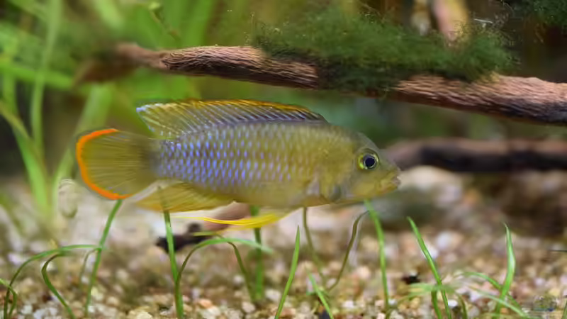 Apistogramma-Arten richtig vergesellschaften - Der umfassende Leitfaden für ein harmonisches Aquarium