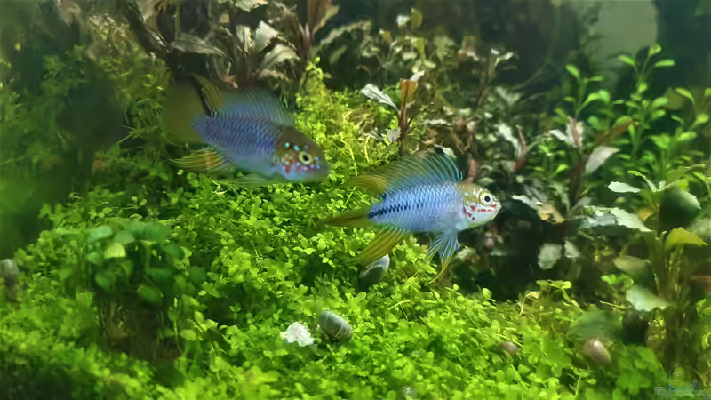 Apistogramma-Arten richtig vergesellschaften - Der umfassende Leitfaden für ein harmonisches Aquarium