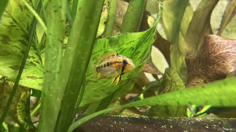 Apistogramma-Arten richtig vergesellschaften - Der umfassende Leitfaden für ein harmonisches Aquarium