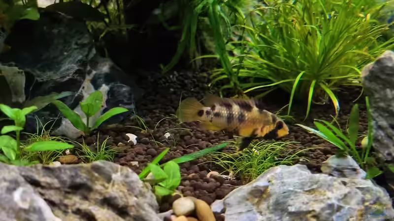 Apistogramma baenschi von Comander (40)
