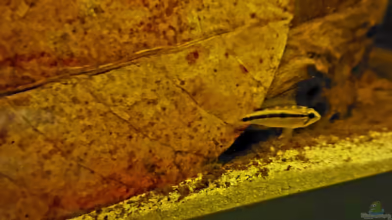 Apistogramma bitaeniata  von NiRo (22)