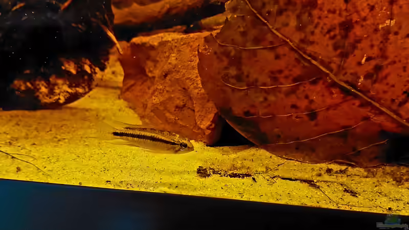 Apistogramma bitaeniata im Aquarium halten (Einrichtungsbeispiele für Zweistreifen-Zwergbuntbarsche)