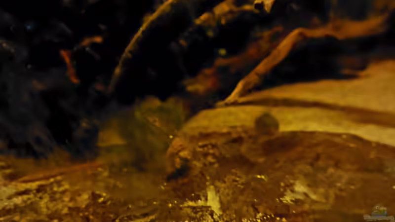 Seemandelbaumblätter im Aquarium (Ein Seemandelbaumblatt einsetzen)