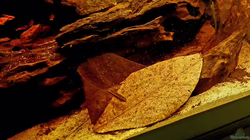 Apistogramma bitaeniata im Aquarium halten (Einrichtungsbeispiele für Zweistreifen-Zwergbuntbarsche)