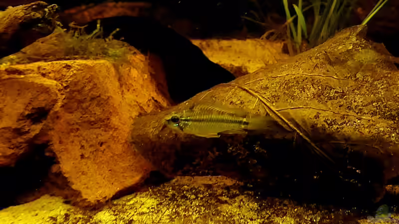 Apistogramma bitaeniata Männchen von NiRo (31)