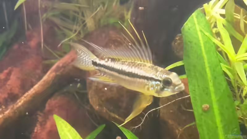 Apistogramma bitaeniata im Aquarium halten (Einrichtungsbeispiele für Zweistreifen-Zwergbuntbarsche)