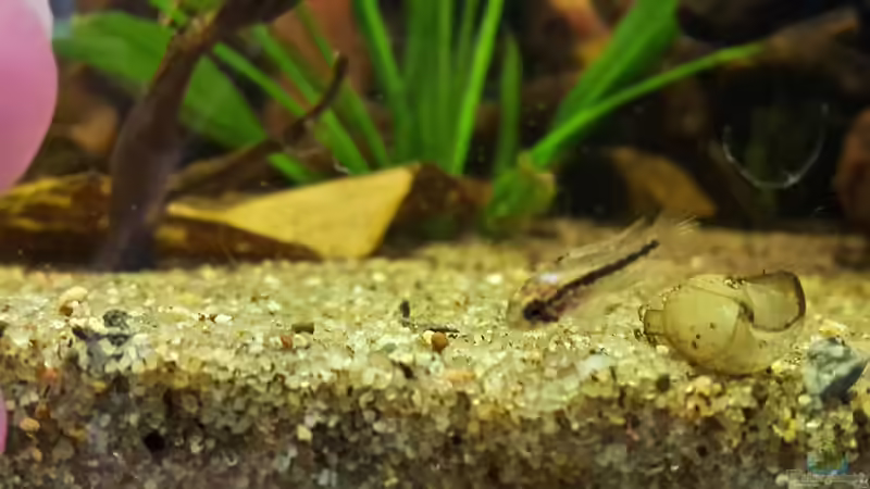 Apistogramma bitaeniata Nachwuchs 9,5 Wochen alt. Längsstreifen bildet sich deutlich aus. von mikeschchaos (17)
