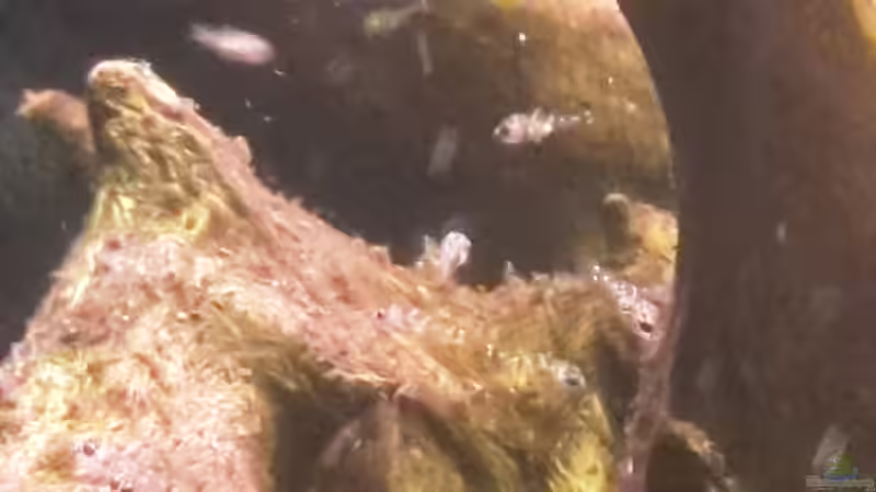 Apistogramma bitaeniata im Aquarium halten (Einrichtungsbeispiele für Zweistreifen-Zwergbuntbarsche)