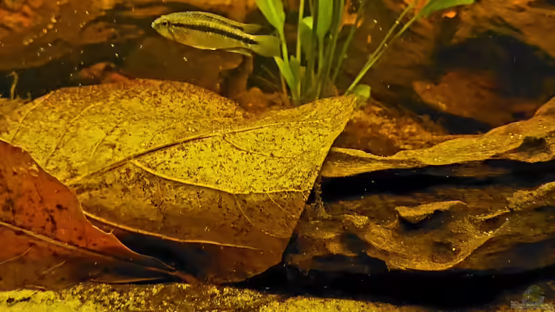 Apistogramma bitaeniata Weibchen von NiRo (34)