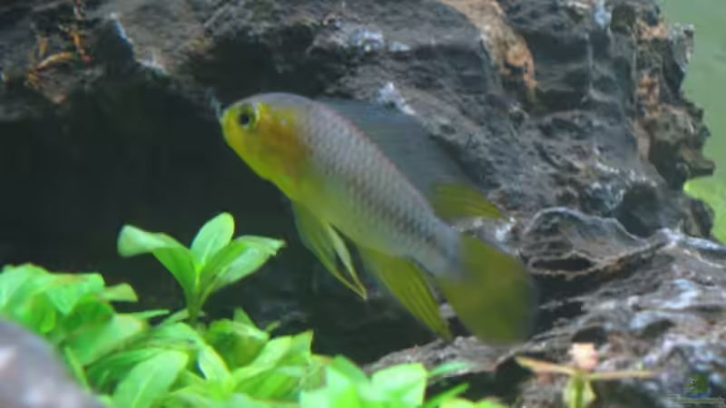 Apistogramma borelli - Bock (gelbe Variante) von Martin Slo. (7)