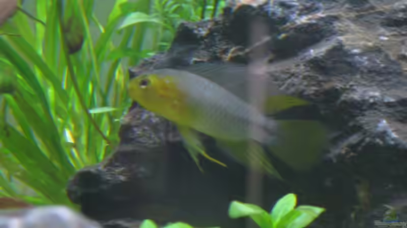 Apistogramma borelli - Bock (gelbe Variante) von Martin Slo. (8)