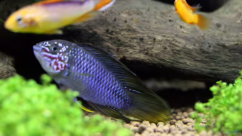 Apistogramma borelli - Männchen von Redfin (11)
