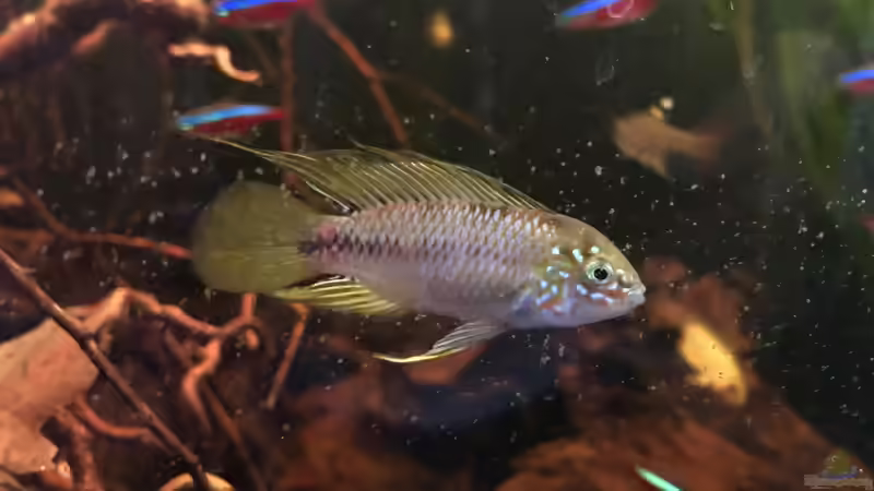 Apistogramma Borelli  von Raven887 (51)