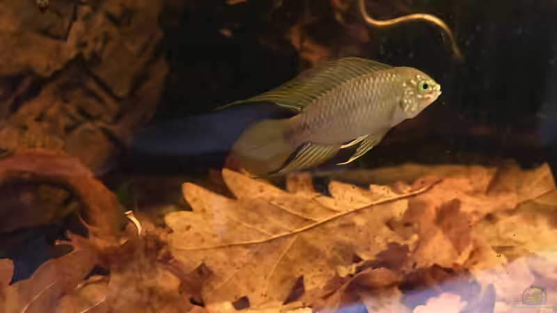 Apistogramma Borelli  von Raven887 (52)