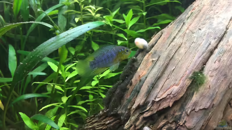 Apistogramma borelli (m) von Danny (40)