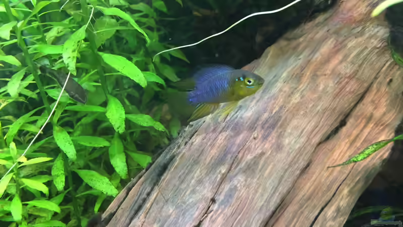 Apistogramma borelli (m) von Danny (43)