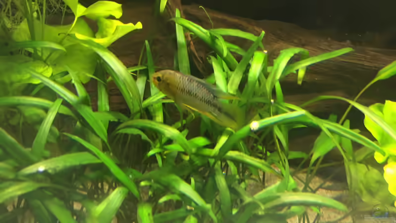 Apistogramma borelli (m) von Danny (49)