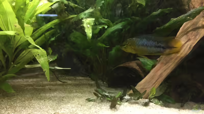 Apistogramma borelli (m) von Danny (50)