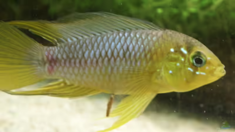 Apistogramma borelli Männchen von Dschinn (58)