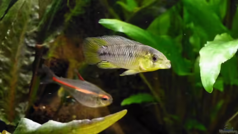 Apistogramma borelli männlein 28.01.12 von ~Marco~ (38)