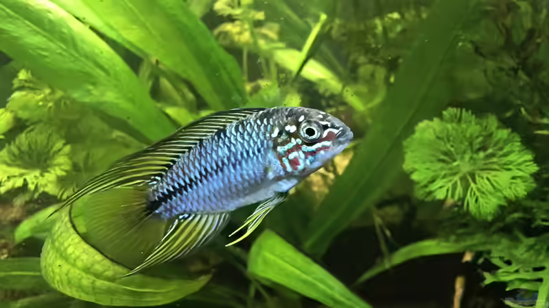 Apistogramma borelli ´Opal´ Männchen  von Blackwater (21)
