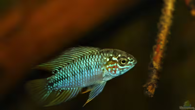 Apistogramma borelli Opal Männchen von marxbre (55)