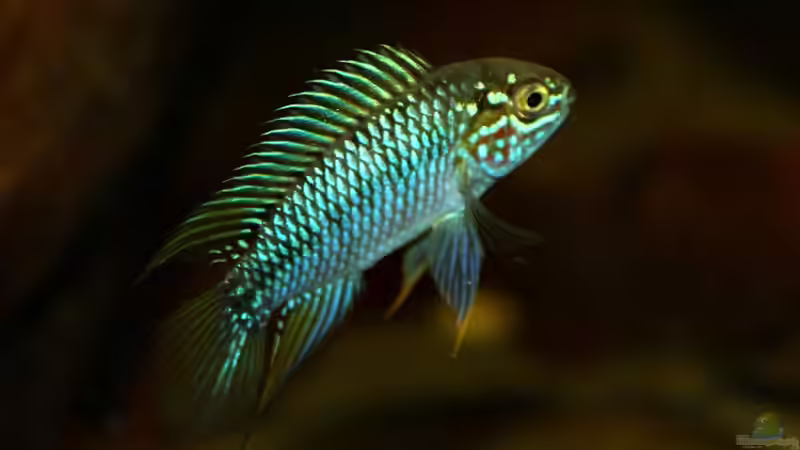 Apistogramma borelli Opal Männchen von marxbre (69)