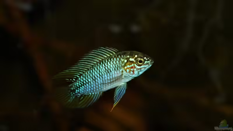 Apistogramma borelli Opal Männchen von marxbre (70)