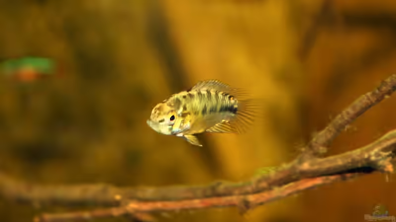 Apistogramma borelli Opal Weibchen von marxbre (59)
