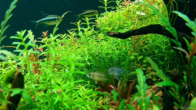 Apistogramma Borelli Pärchen  von Köllebärbling (29)