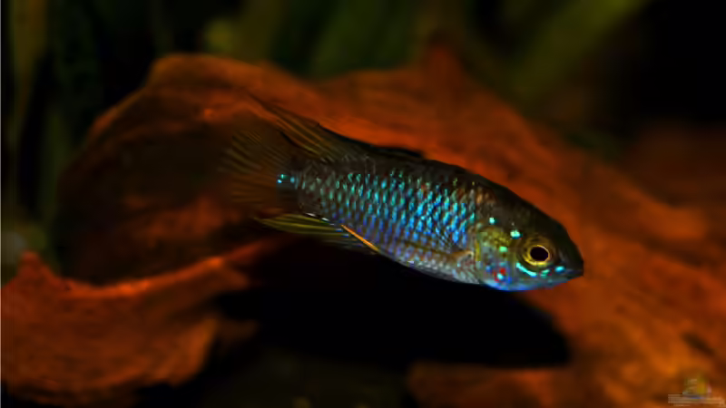 Apistogramma borelli ´Paraguay´ WF - Männchen von Tobi-D (3)