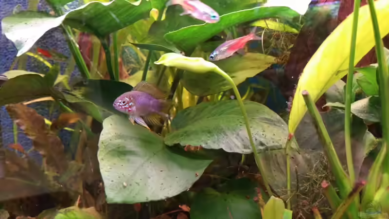 Apistogramma borelli von foxi (10)