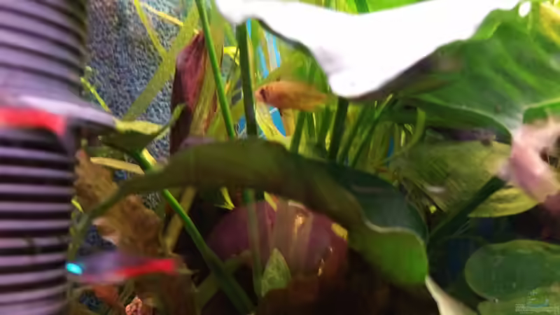 Apistogramma borelli von foxi (11)
