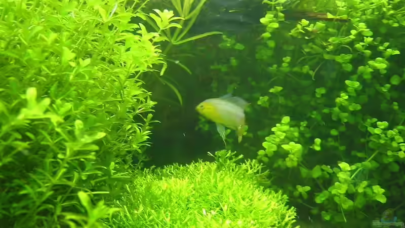 Apistogramma borelli von Frank Joseph (16)