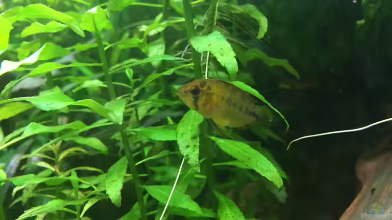 Apistogramma borelli (w), groß von Danny (44)