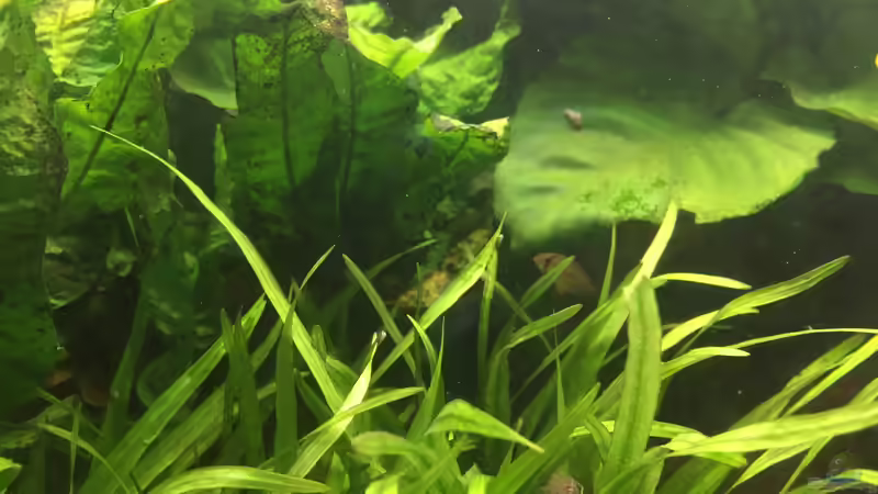 Apistogramma borelli (w), klein von Danny (41)