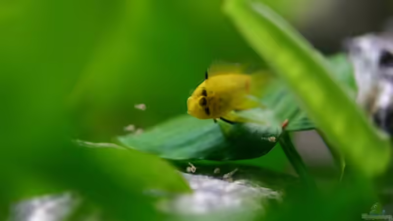 Apistogramma borelli (w) mit Nachwuchs von Basti.hh (14)