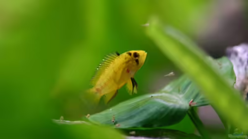 Apistogramma borelli (w) mit Nachwuchs von Basti.hh (15)