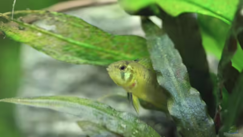 Apistogramma borelli (w) von Basti.hh (24)