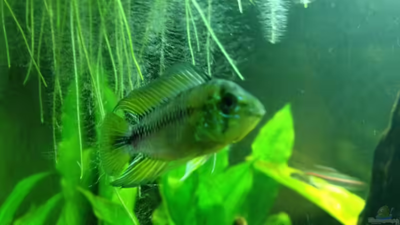 Apistogramma borellii Männchen von Yell0W (10)