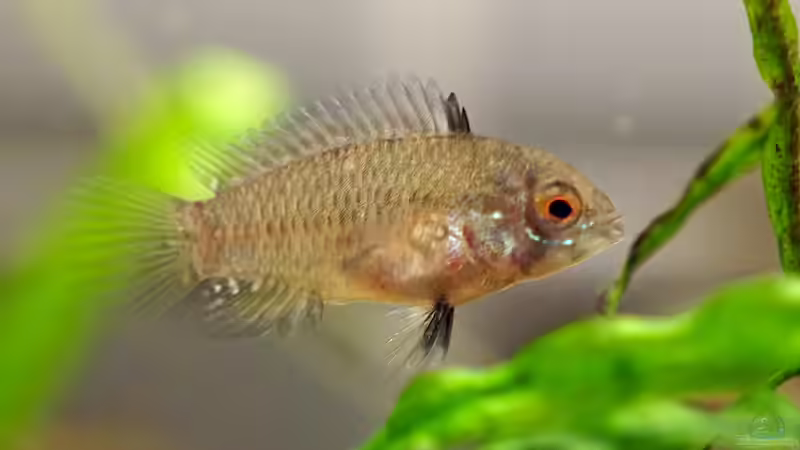 Apistogramma borellii Nachwuchs von Micha... (32)