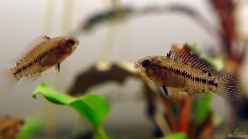 Apistogramma borellii Nachwuchs von Micha... (60)