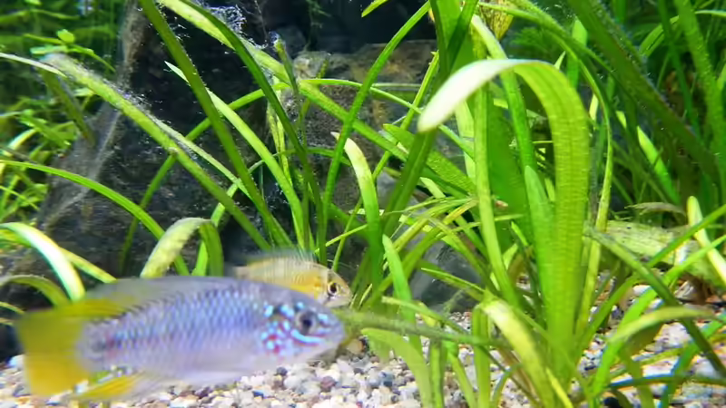 Apistogramma borellii von borellii (18)