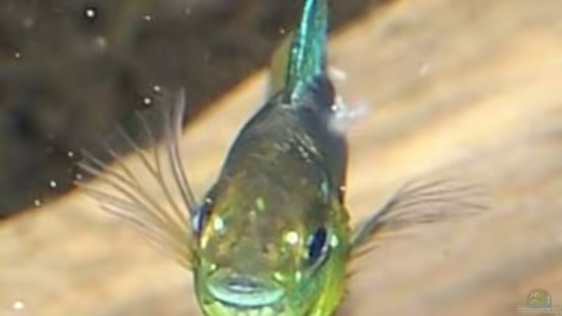 Apistogramma borellii von Holger Bertram (8)