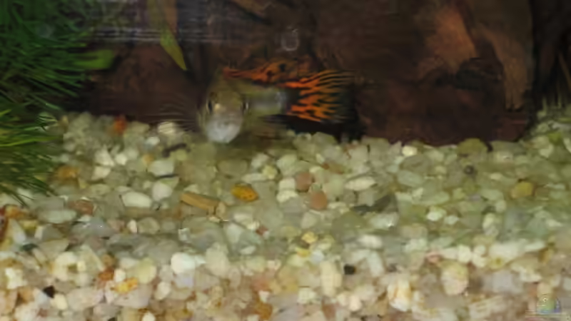 apistogramma cacatudoides Männchen von Robert Hajok (12)