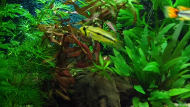 apistogramma cacatudoides Weibchen von Robert Hajok (10)