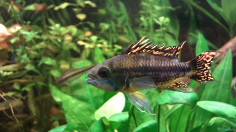 Apistogramma cacatuoides // Kakadu-Zwergbuntbarsch von Biffty (29)