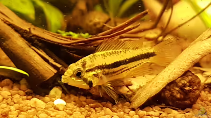 Apistogramma cacatuoides,  Weibchen  von Kevin Engelsberger (42)